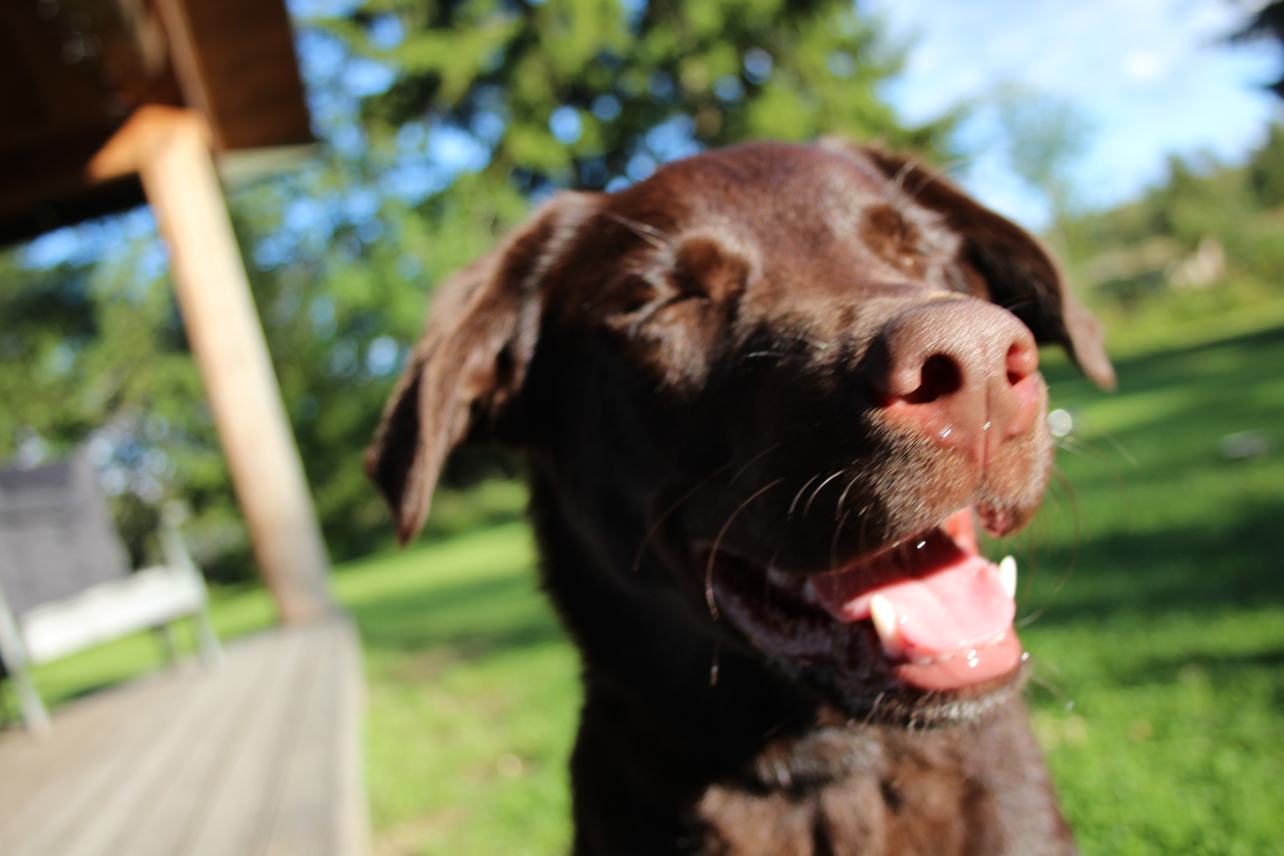 Holiday with the dog
